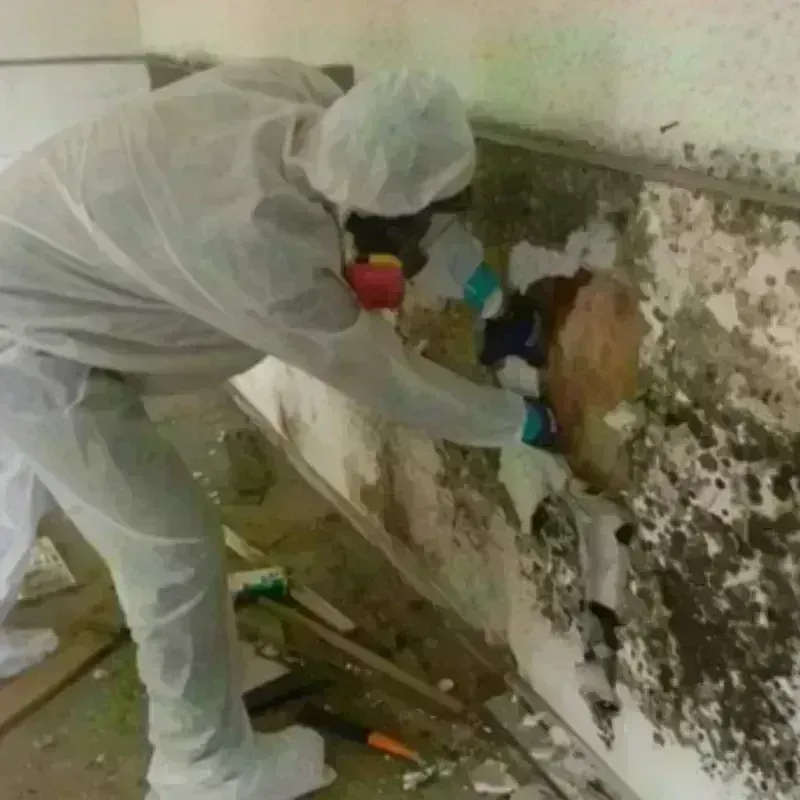 Mold Remediation and Removal in Dickson County, TN